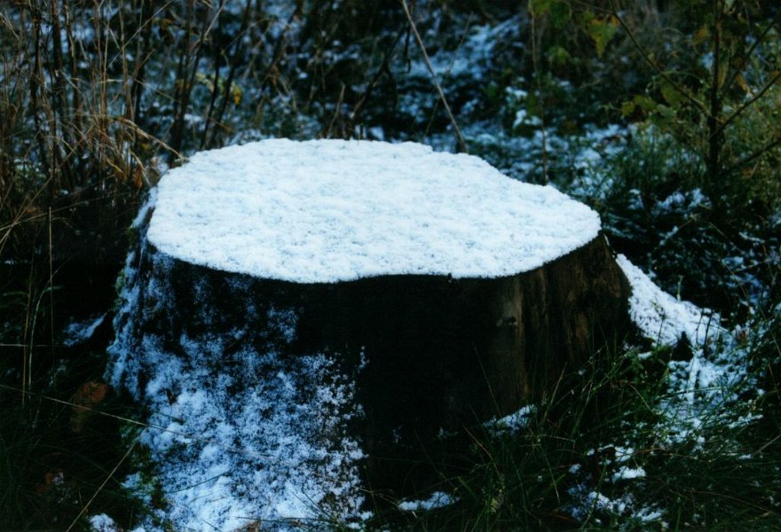 2001.11 DK 03.14 blaabjerg boomstronk sneeuw